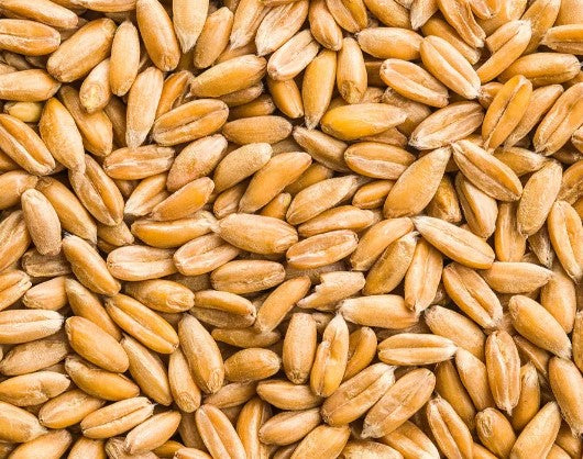 ORGANIC WHOLE SPELT BERRIES